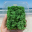 Green Moss Grass