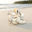 Natural Shell-B