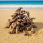 Natural Shell-E