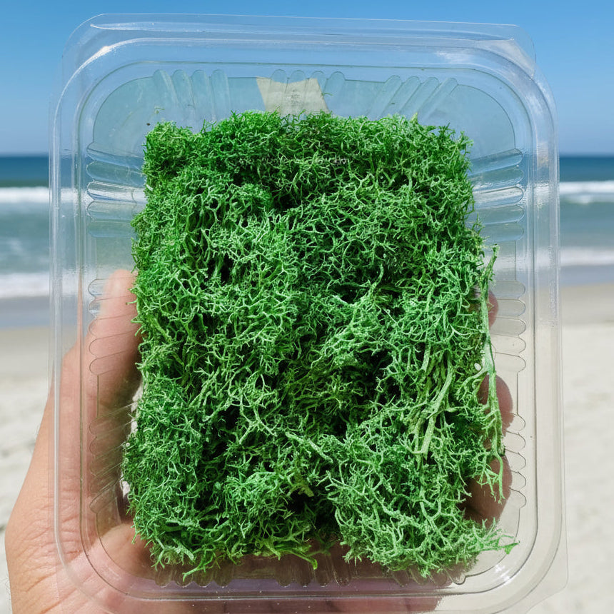 Green Moss Grass