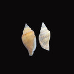 Natural Shell-B