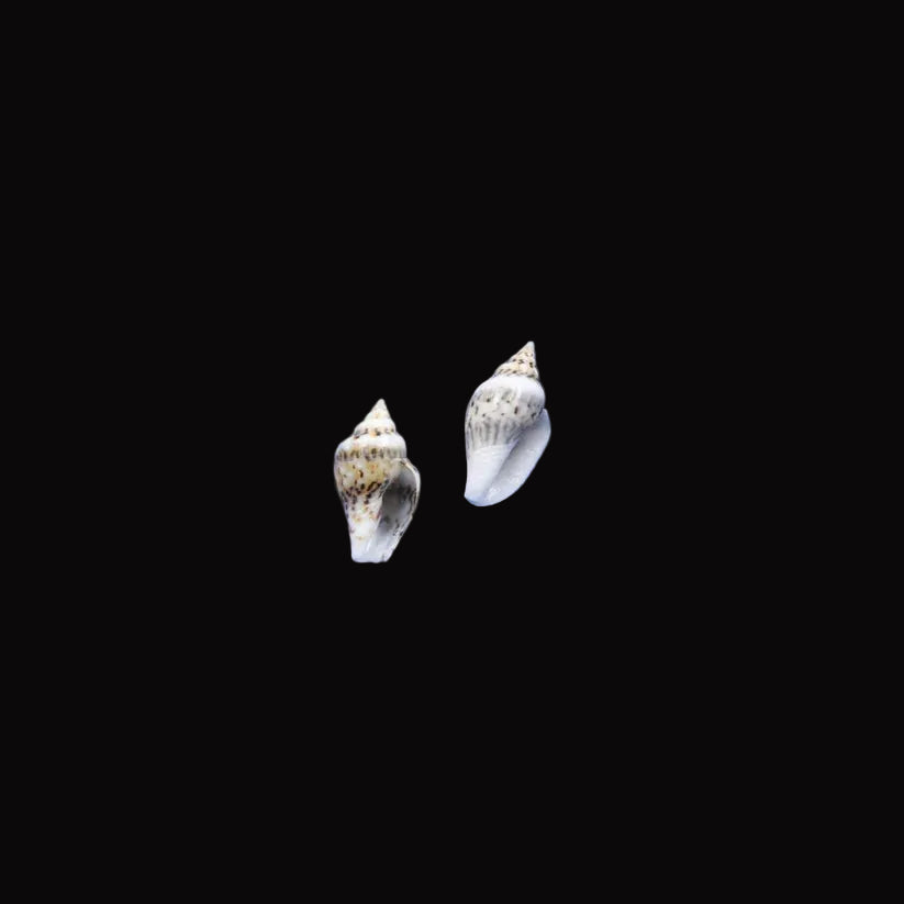 Natural Shell-A