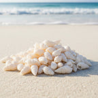 Natural Shell-G