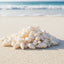 Natural Shell-G