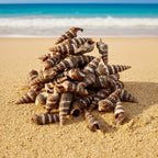 Natural Shell-E