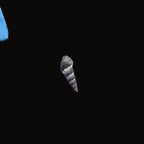 Natural Shell-E