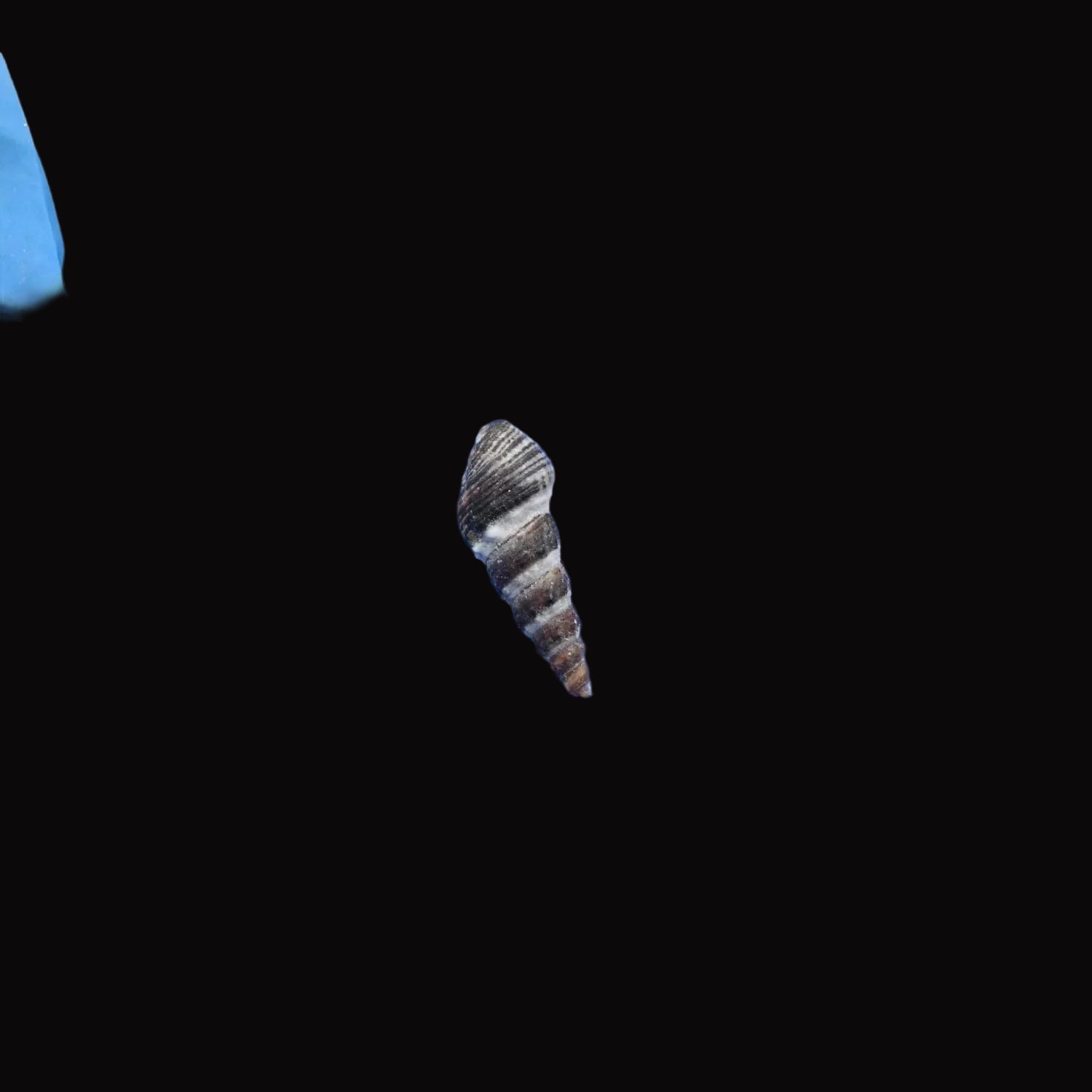 Natural Shell-E
