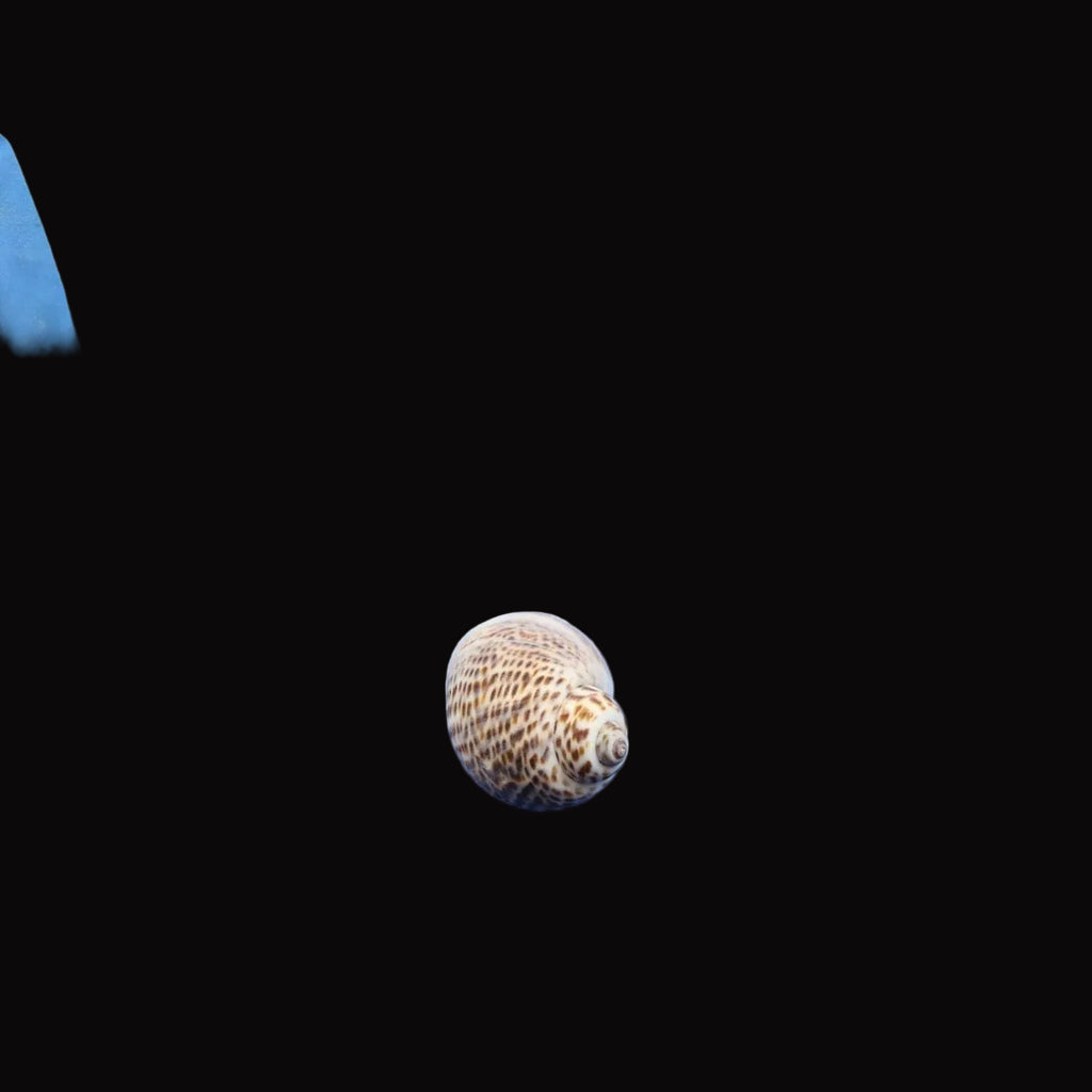 Natural Shell-F