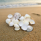 Natural Shell-D