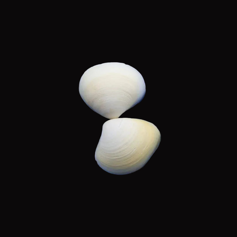 Natural Shell-D