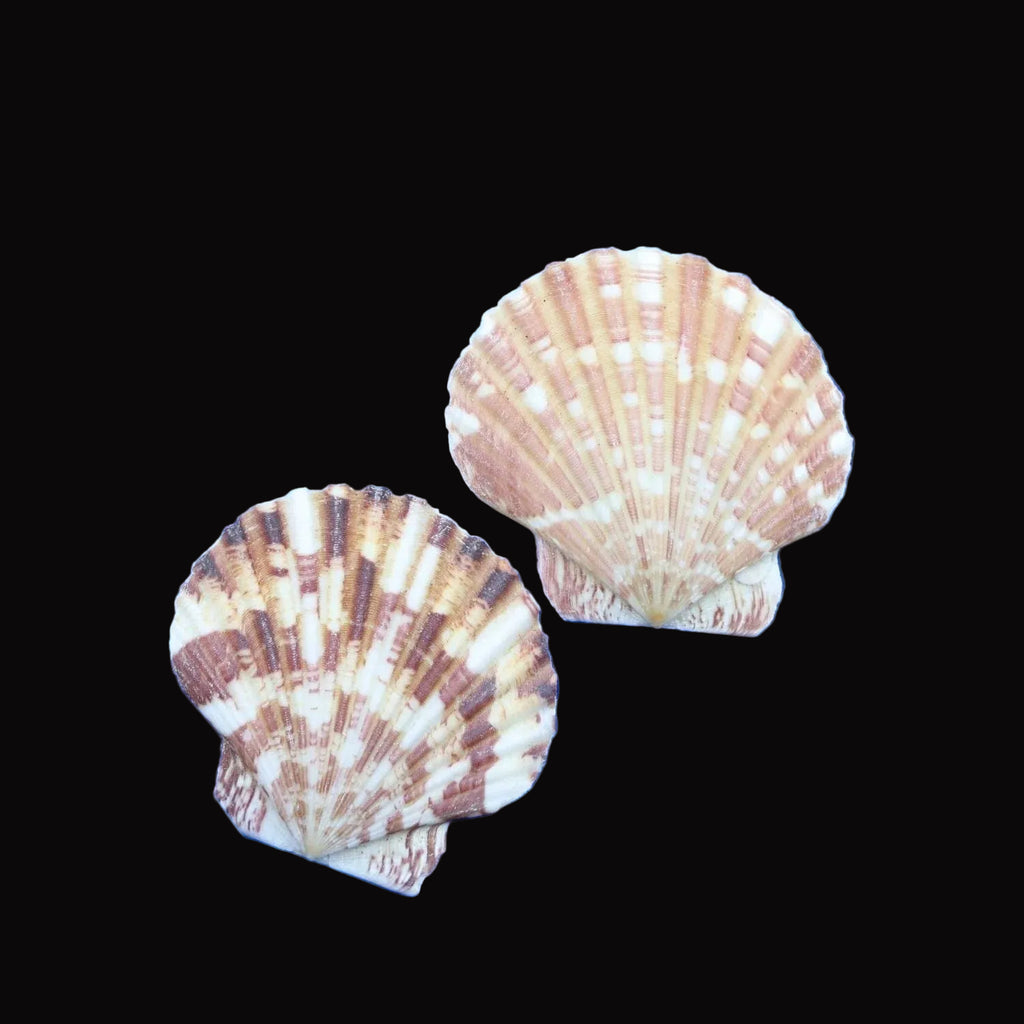 Natural Shell-C