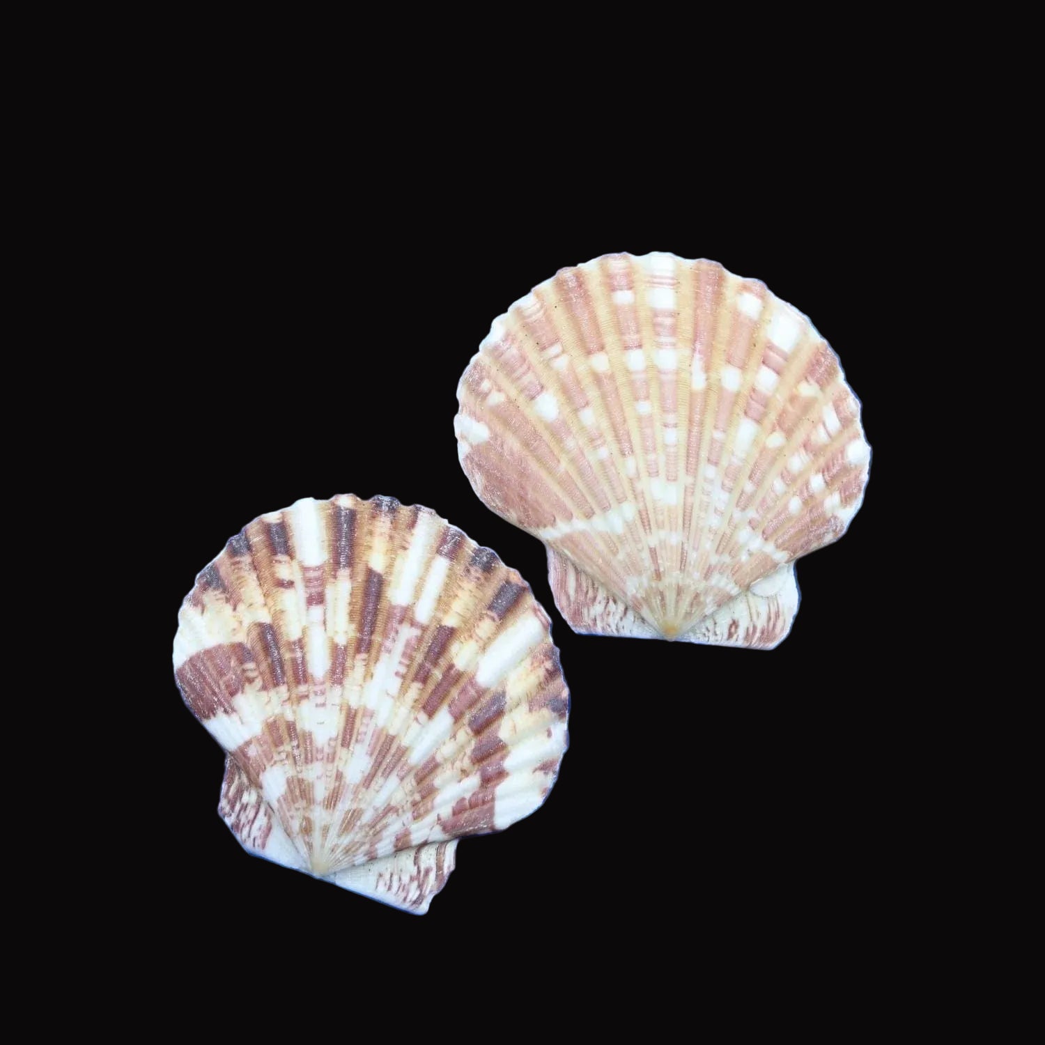 Natural Shell-C